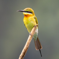 Blue-tailed Bee-eater